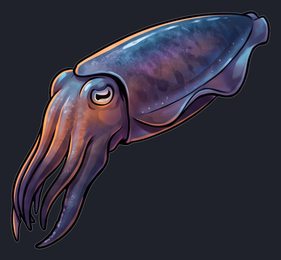 cuttlefish_p2-0079_view-01_transparent_v01.png