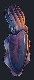 cuttlefish_p2-0079_view-04_transparent_v01.png