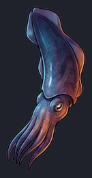 cuttlefish_p2-0079_view-05_transparent_v01.png