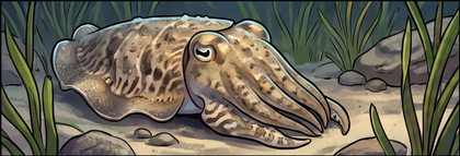 cuttlefish_p2-0080_behavior-02_scene_v01.png