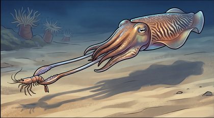 cuttlefish_p2-0080_behavior-03_scene_v01.png