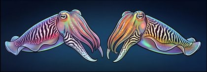 cuttlefish_p2-0080_behavior-04_scene_v01.png