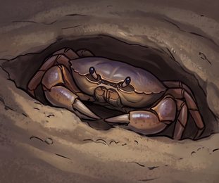 crab_p2-0084_behavior-03_scene_v01.png