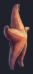 starfish_p2-0085_view-01_transparent_v01.png