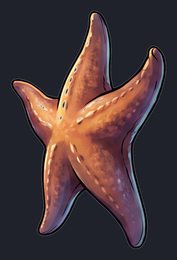 starfish_p2-0085_view-04_transparent_v01.png