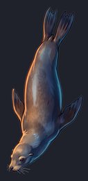 sea-lion_p2-0087_view-05_transparent_v01.png