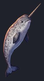 narwhal_p2-0091_view-01_transparent_v01.png