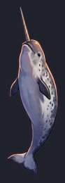 narwhal_p2-0091_view-04_transparent_v01.png