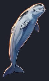 beluga-whale_p2-0093_view-01_transparent_v01.png