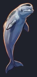 beluga-whale_p2-0093_view-03_transparent_v01.png