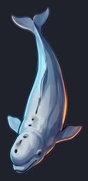 beluga-whale_p2-0093_view-05_transparent_v01.png