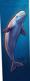 beluga-whale_p2-0094_behavior-01_scene_v01.png