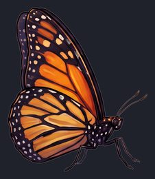 butterfly_p2-0095_view-01_transparent_v01.png