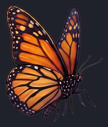 butterfly_p2-0095_view-03_transparent_v01.png