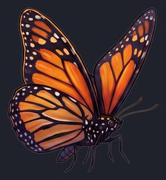 butterfly_p2-0095_view-04_transparent_v01.png
