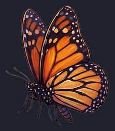 butterfly_p2-0095_view-05_transparent_v01.png