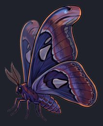 moth_p2-0097_view-01_transparent_v01.png