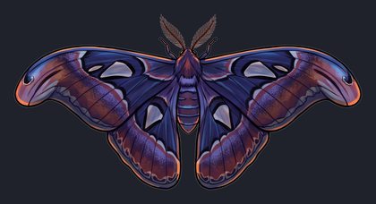 moth_p2-0097_view-02_transparent_v01.png
