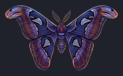 moth_p2-0097_view-03_transparent_v01.png