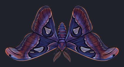 moth_p2-0097_view-04_transparent_v01.png