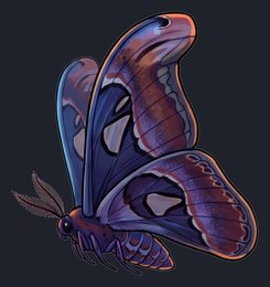 moth_p2-0097_view-05_transparent_v01.png