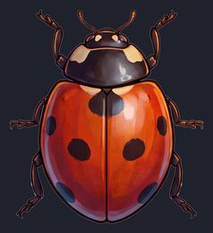 ladybug_p2-0099_view-02_transparent_v01.png