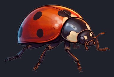 ladybug_p2-0099_view-03_transparent_v01.png