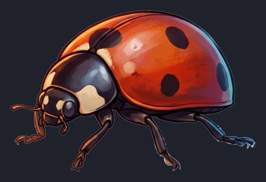 ladybug_p2-0099_view-04_transparent_v01.png