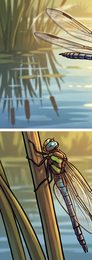dragonfly_p2-0102_behavior-01_scene_v01.png