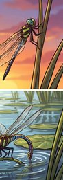 dragonfly_p2-0102_behavior-05_scene_v01.png