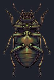 beetle_p2-0105_view-04_transparent_v01.png