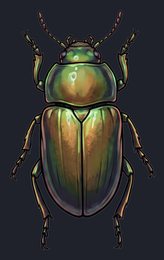 beetle_p2-0105_view-05_transparent_v01.png
