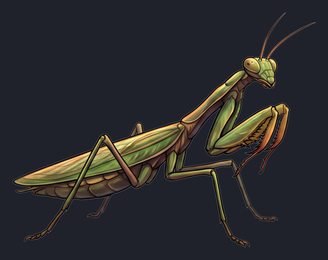 praying-mantis_p2-0107_view-01_transparent_v01.png