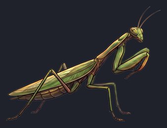 praying-mantis_p2-0107_view-02_transparent_v01.png