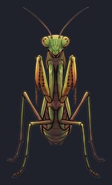 praying-mantis_p2-0107_view-03_transparent_v01.png