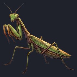 praying-mantis_p2-0107_view-04_transparent_v01.png