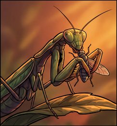 praying-mantis_p2-0108_behavior-02_scene_v01.png