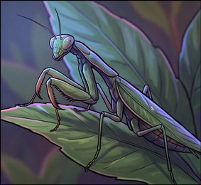 praying-mantis_p2-0108_behavior-03_scene_v01.png