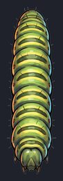 caterpillar_p2-0109_view-05_transparent_v01.png