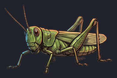 grasshopper_p2-0115_view-02_transparent_v01.png