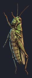 grasshopper_p2-0115_view-04_transparent_v01.png