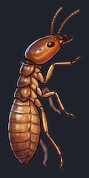termite_p2-0119_view-01_transparent_v01.png