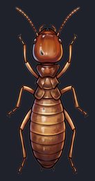 termite_p2-0119_view-02_transparent_v01.png