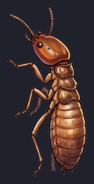 termite_p2-0119_view-03_transparent_v01.png
