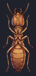 termite_p2-0119_view-04_transparent_v01.png