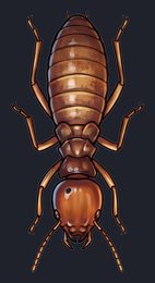 termite_p2-0119_view-05_transparent_v01.png