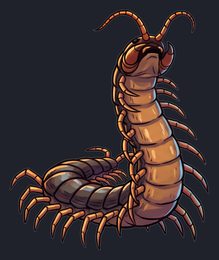 centipede_p2-0121_view-03_transparent_v01.png