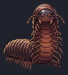 millipede_p2-0123_view-02_transparent_v01.png
