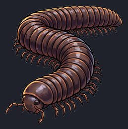 millipede_p2-0123_view-03_transparent_v01.png