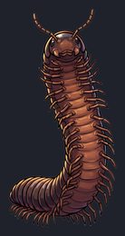 millipede_p2-0123_view-04_transparent_v01.png